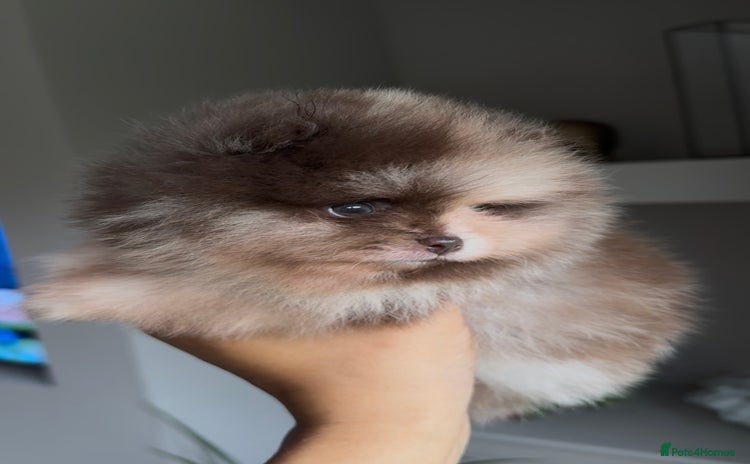Pomeranian dogs - Advert 1