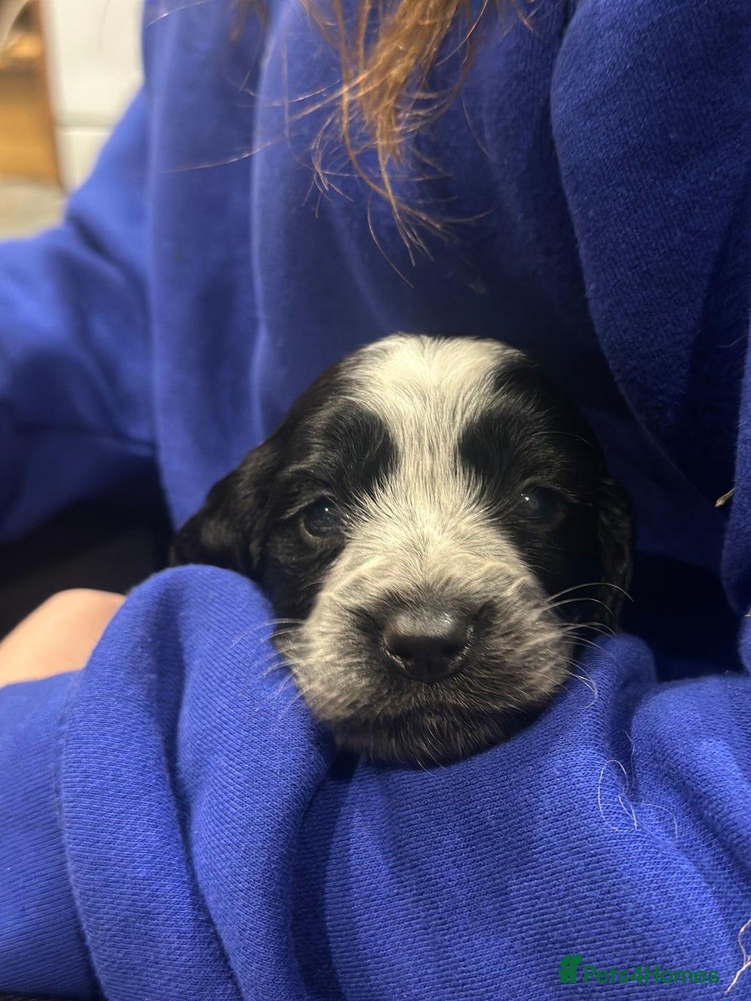 Sprocker dogs for sale: Beautiful sprockers  - Image 33