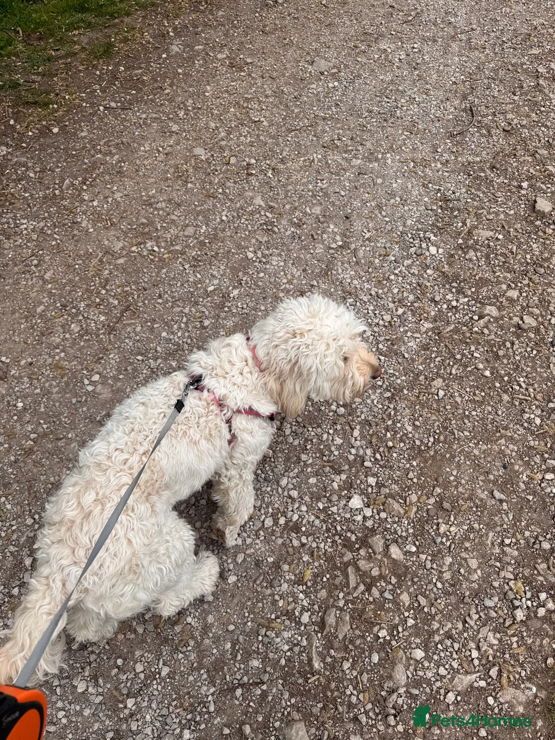 Labradoodle dogs for sale: Miniature F1b Labradoodle for rehoming  - Advert 4