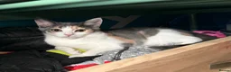 Mixed Breed cats for sale: 4 month old kittens  - Advert 4