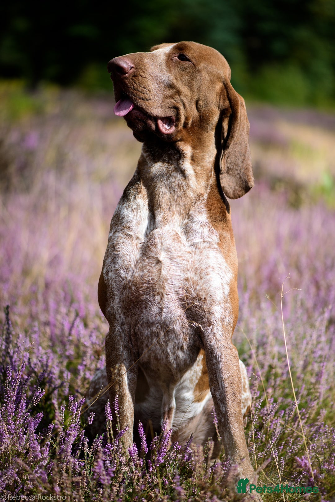 Bracco Italiano dogs for stud: Bracco Italiano for stud - Image 5