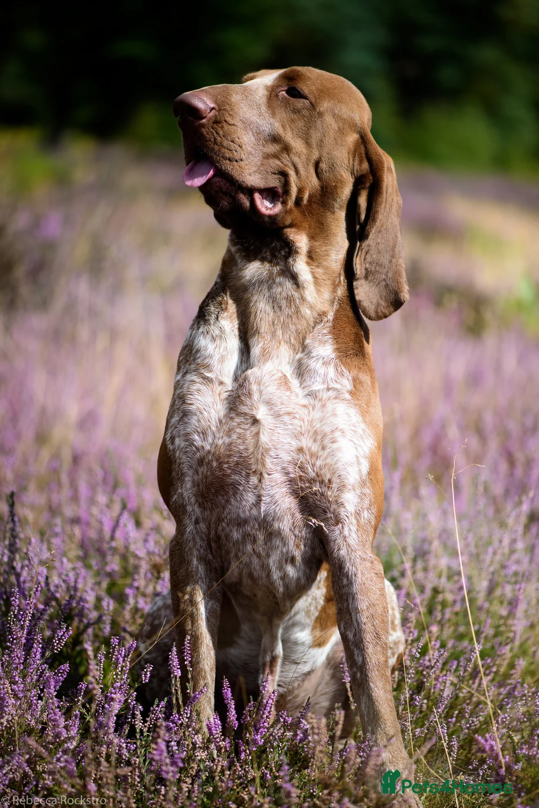 Bracco Italiano dogs for stud: Bracco Italiano for stud - Advert 6