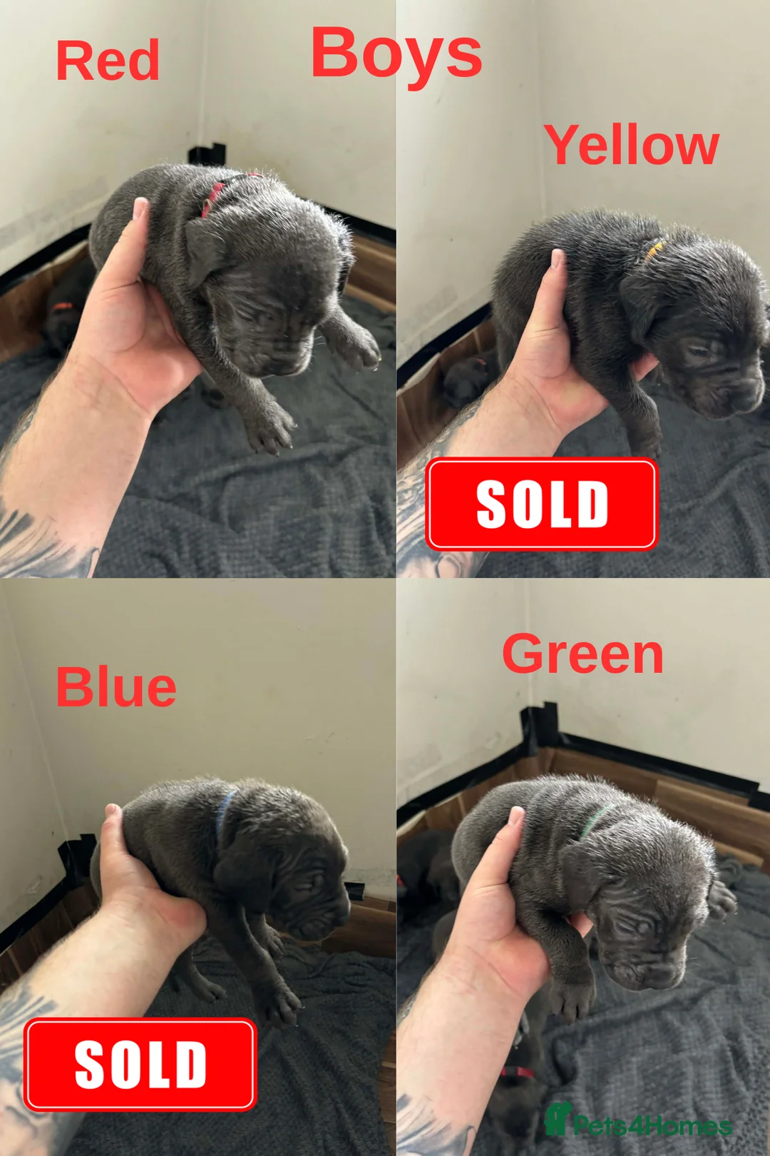 Cane Corso dogs for sale: 9 Beautiful puppies for sale - Advert 2