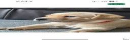 Labrador Retriever dogs for stud: Male for stud  - Advert 5
