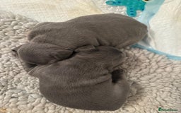 French Bulldog dogs for sale: Exclusive French Bulldog Puppies - Image 16