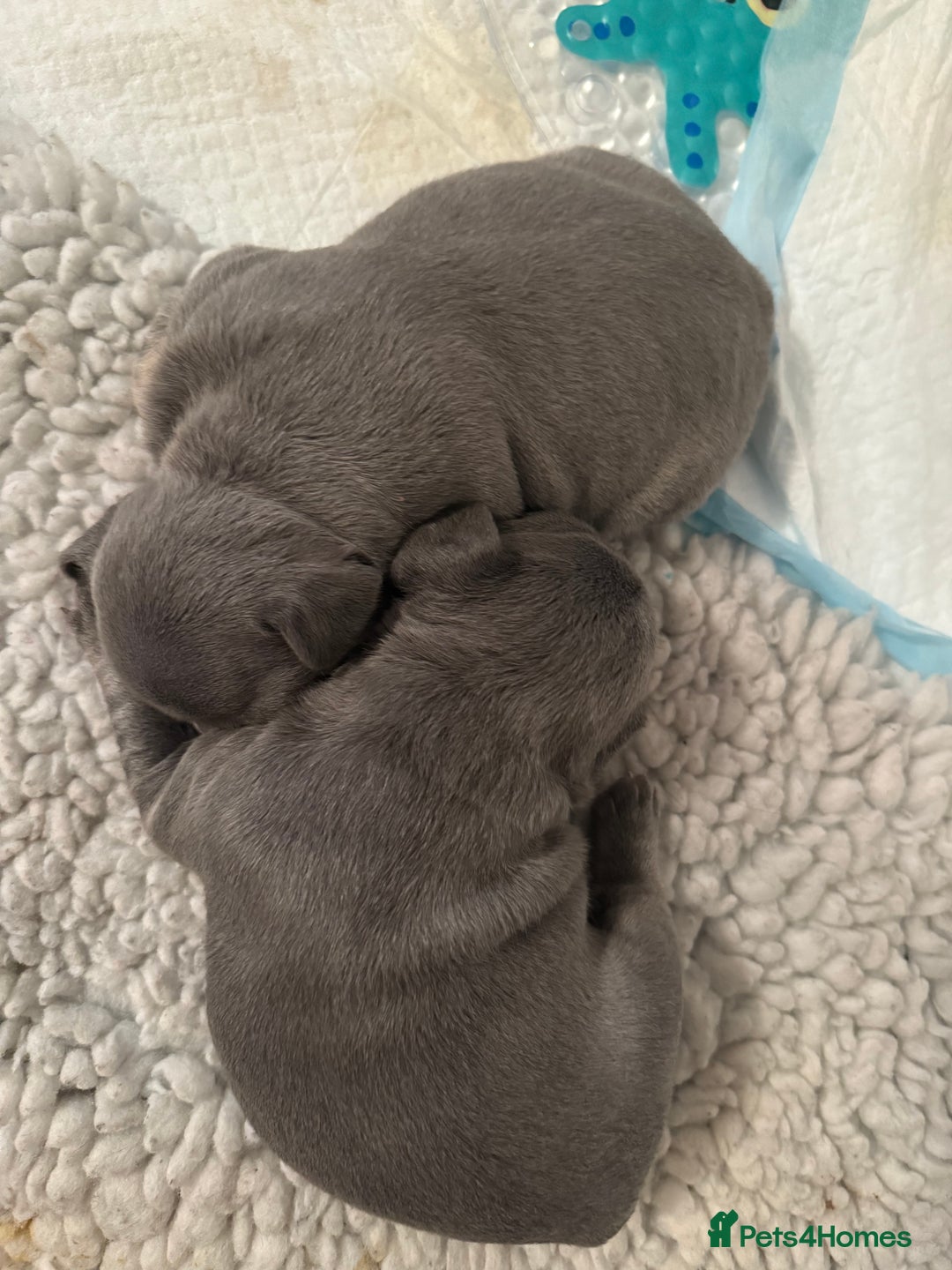 French Bulldog dogs for sale: Exclusive French Bulldog Puppies - Image 16