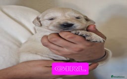 Golden Retriever dogs for sale: 🐾Pure Golden retrievers puppy🐾 - Image 4