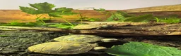 Hermann Tortoise reptiles for sale: Hermanns Tortoise 2026 Hatchlings - Advert 3