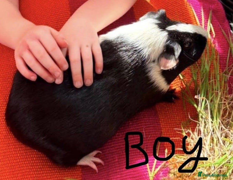 Guinea Pig rodents for sale: Gorgeous Guinea pigs looking for new laps 🥰 - Advert 5
