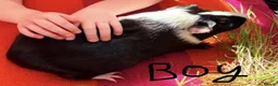 Guinea Pig rodents for sale: Gorgeous Guinea pigs looking for new laps 🥰 - Advert 4