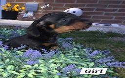 Miniature Dachshund dogs for sale: Kc registered quality mini dachshund puppies - Image 14