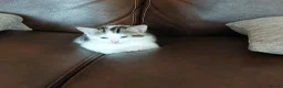 Mixed Breed cats for sale: Kittens for sale - Advert 6
