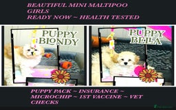 Maltipoo dogs for sale: TWO MINI MALTIPOO GIRLS ~ READY NOW  - Image 1