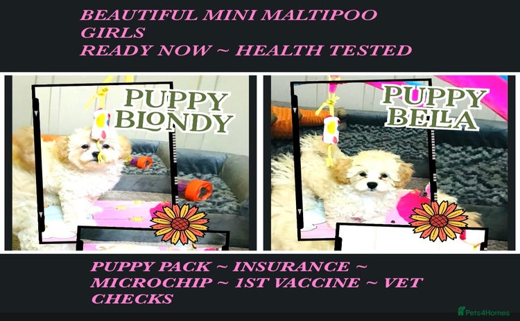 Maltipoo dogs - Advert 3