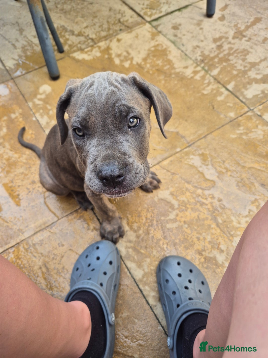 Cane Corso dogs for sale: Cane Corso puppy - Image 5
