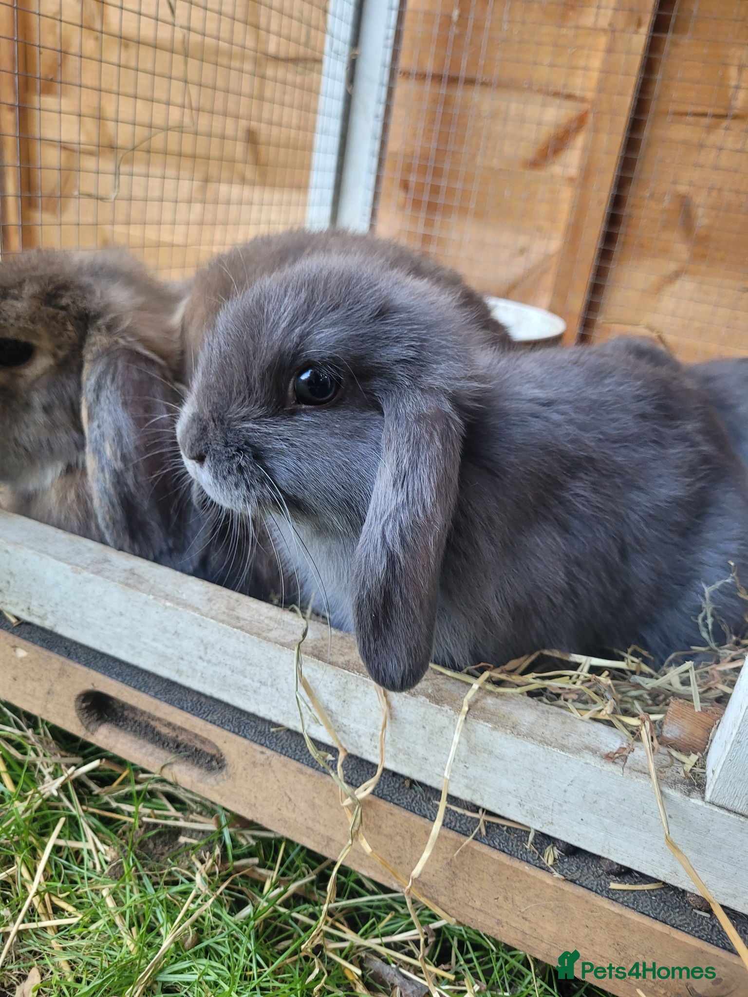 Mini Lop rabbits Mini lop bunny 🐰  - Advert 1