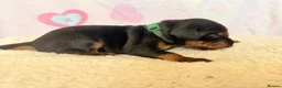 Dobermann dogs for sale: Exclusive Pedigree Dobermann Puppies.  - Advert 6