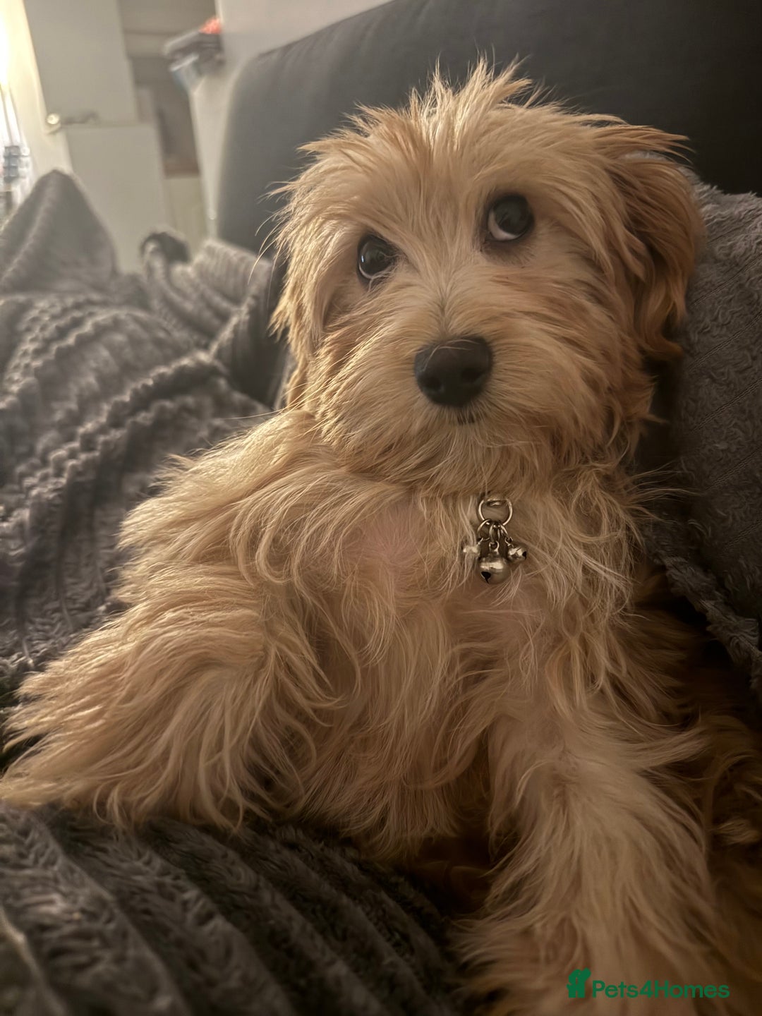 Maltipoo dogs for sale: Looking for her forever home  - Advert 7