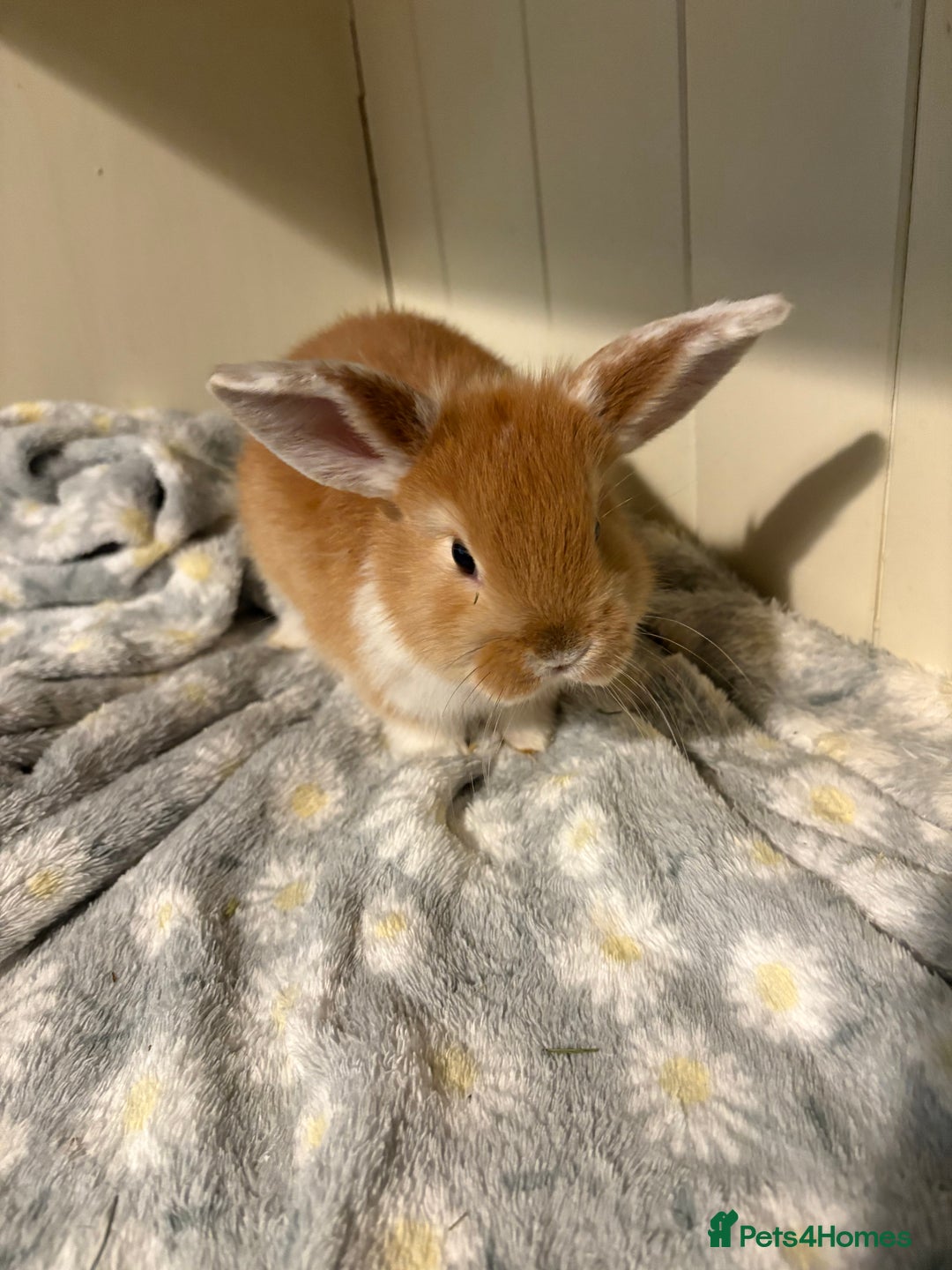 Mini Lop rabbits for sale: Vaccinated/raised indoors, mini lops and lion lop  - Advert 24