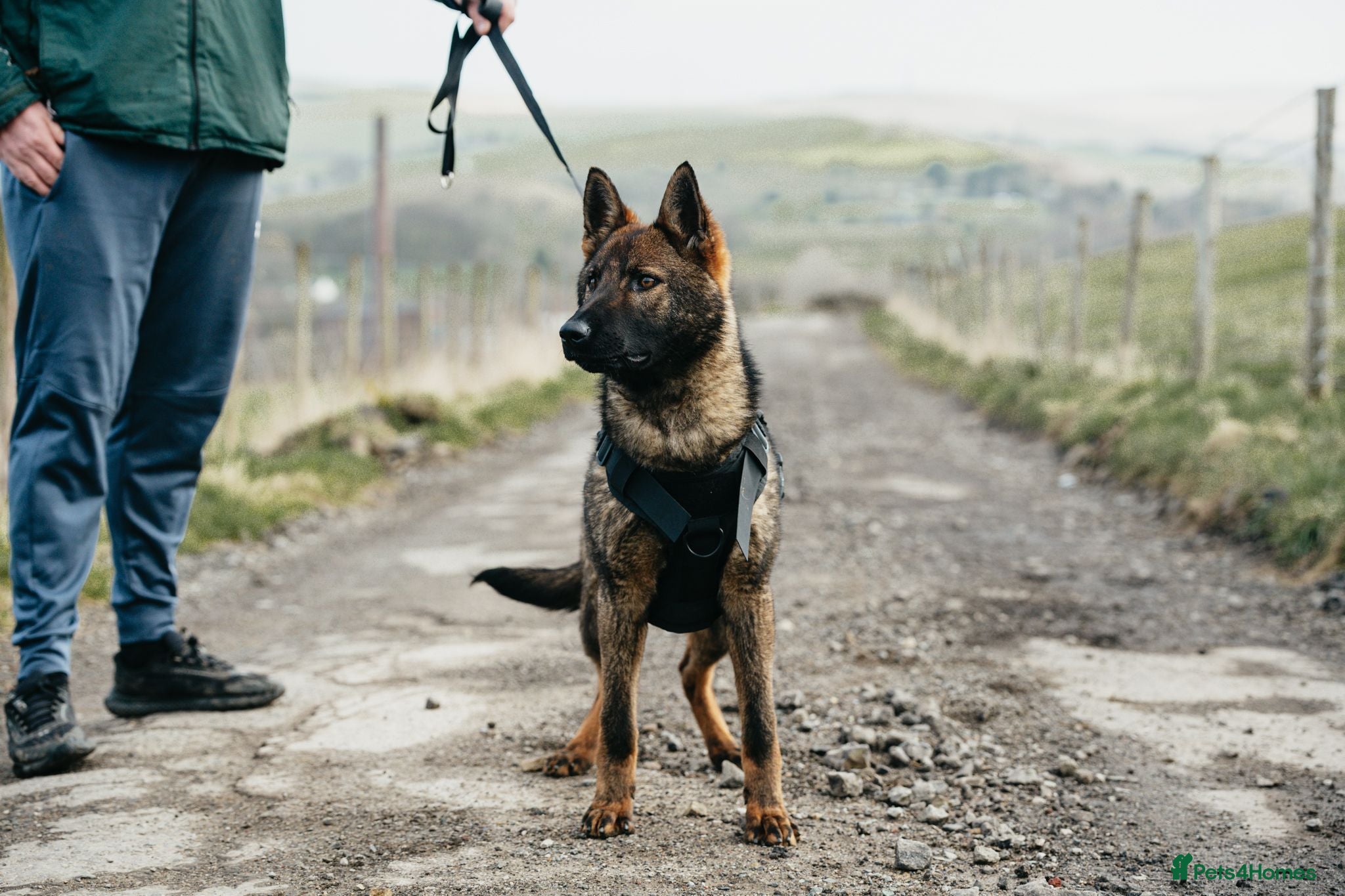 German Shepherd dogs Beautiful Female Czech German shepherd  - Advert 5