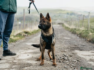 German Shepherd dogs Beautiful Female Czech German shepherd - Advert 5