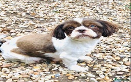 Shihpoo dogs for sale: STUNNING “ MALSHIPOO” BOYS ~READY NOW  - Image 9