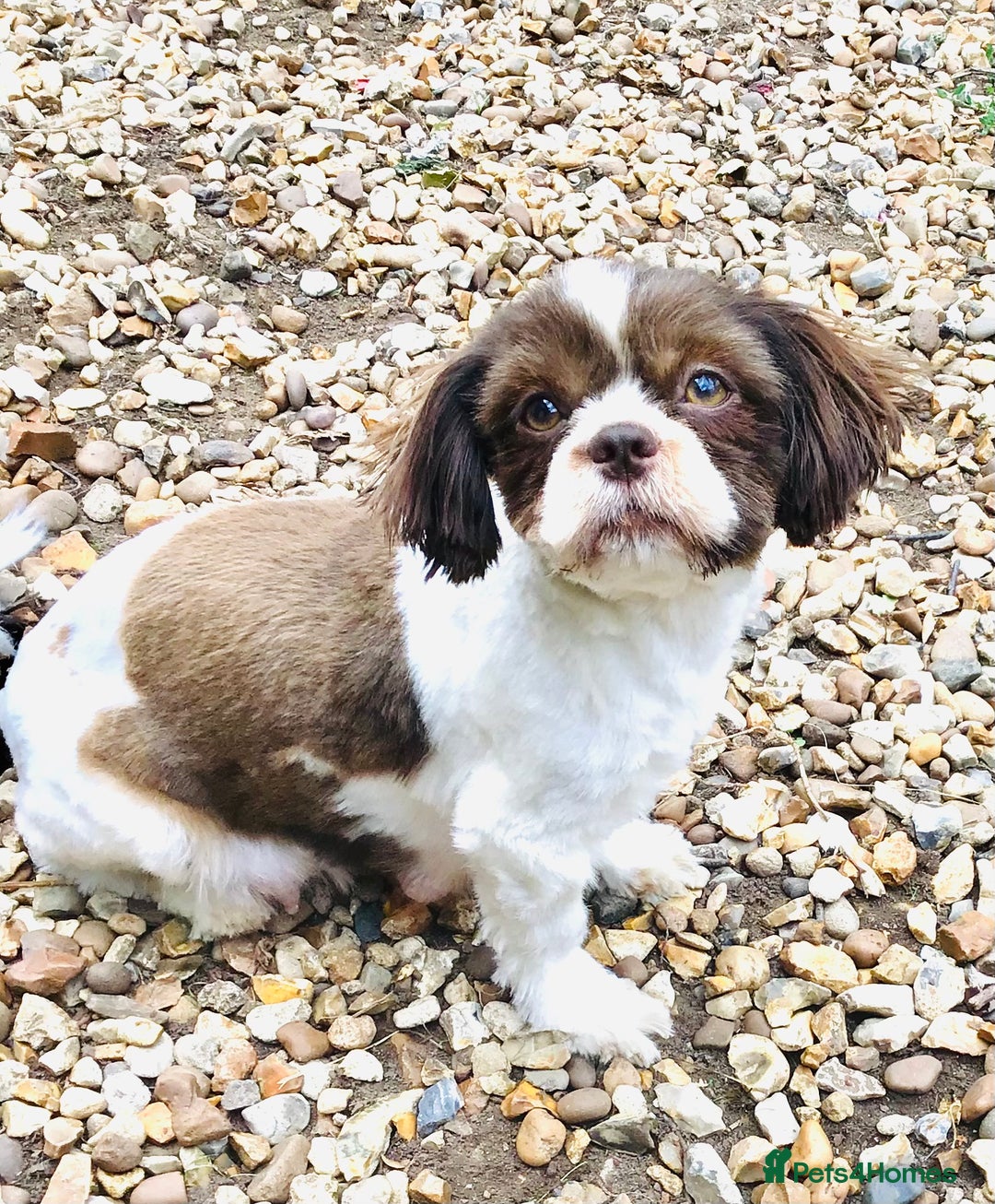 Shihpoo dogs for sale: STUNNING “ MALSHIPOO” BOYS ~READY NOW  - Image 9