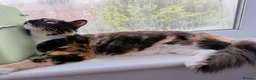 Mixed Breed cats for sale: Cairo, female Calico and Tortoise Mix  - Advert 3