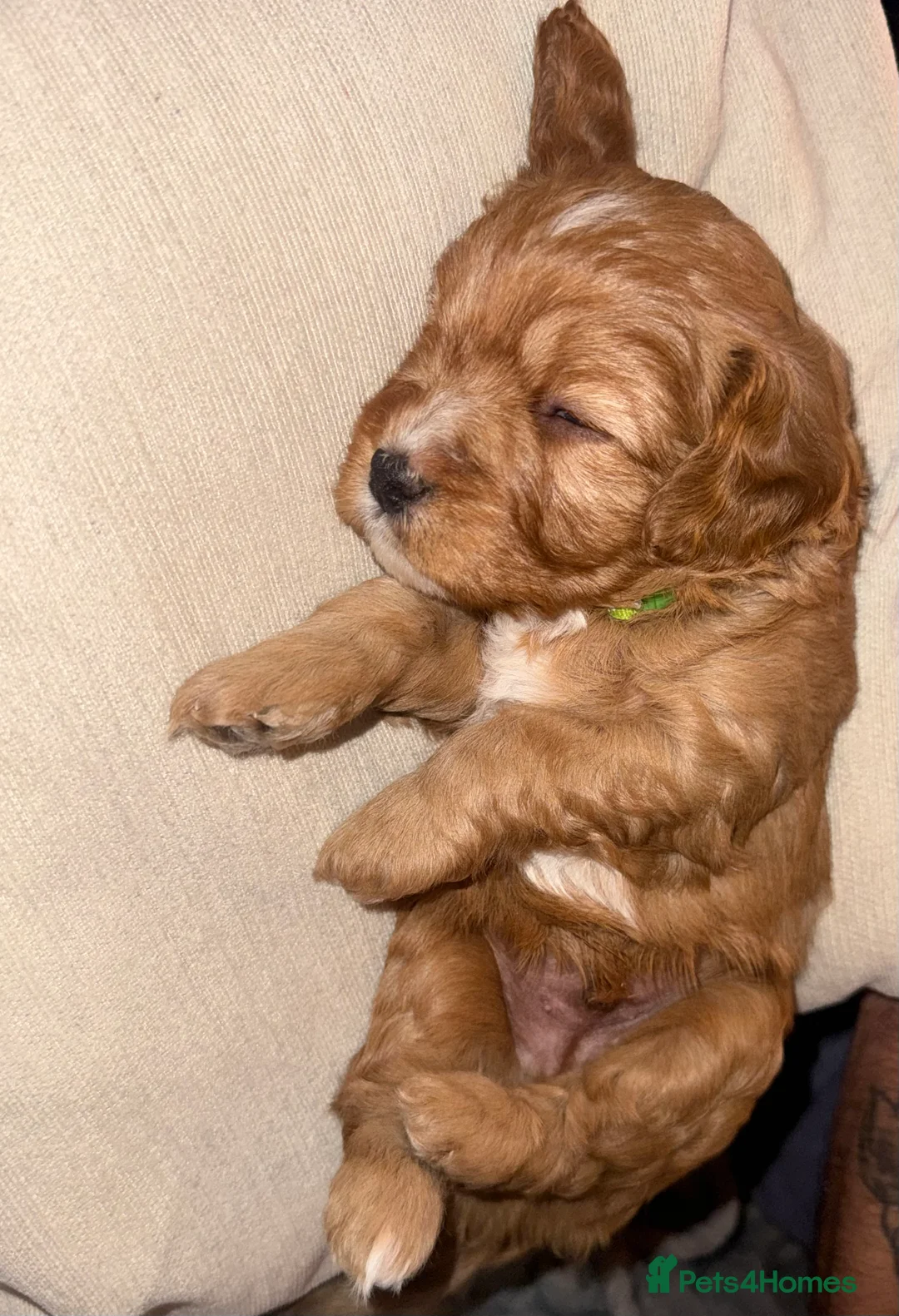Cavapoo dogs for sale: Adorable Cavapoo Puppies looking for ⭐⭐⭐⭐⭐ homes in Harrogate - Advert 2