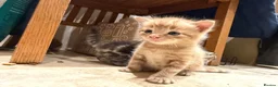 Mixed Breed cats for sale: Gorgeous friendly kittens  - Advert 3