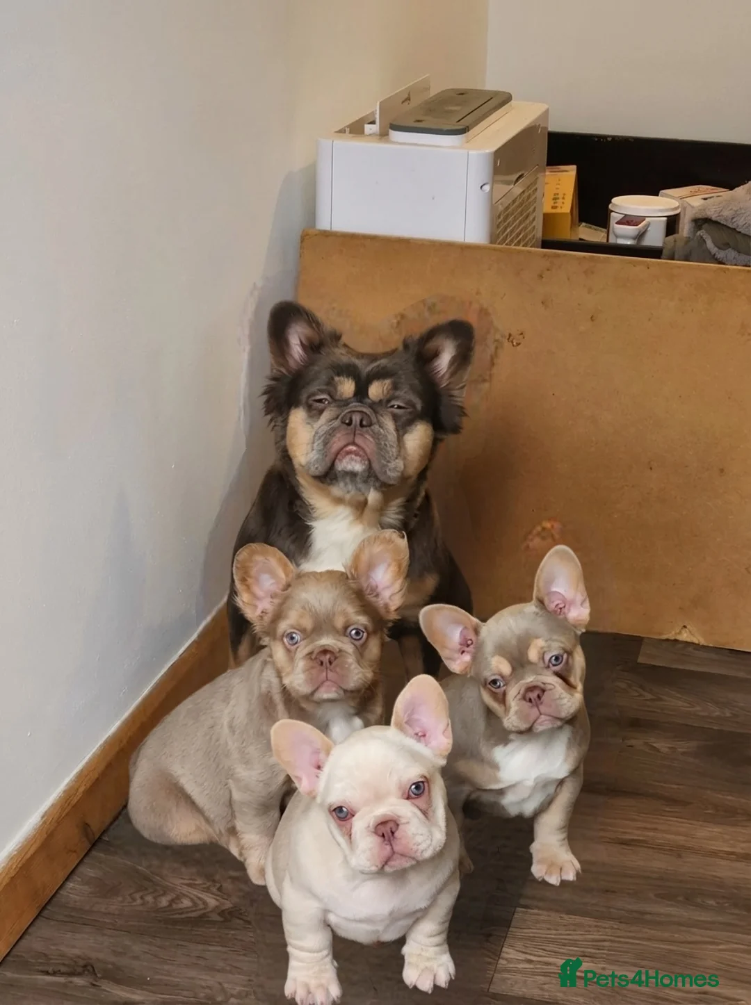 French Bulldog dogs for sale: Quality French Bulldog Puppies - Advert 3