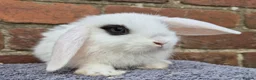 Mini Lop rabbits for sale: Mini lops ready to leave now 8 weeks old  - Advert 5