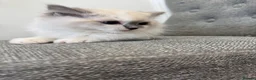Ragdoll cats for sale: Chunky fluffy babies Available. - Advert 17