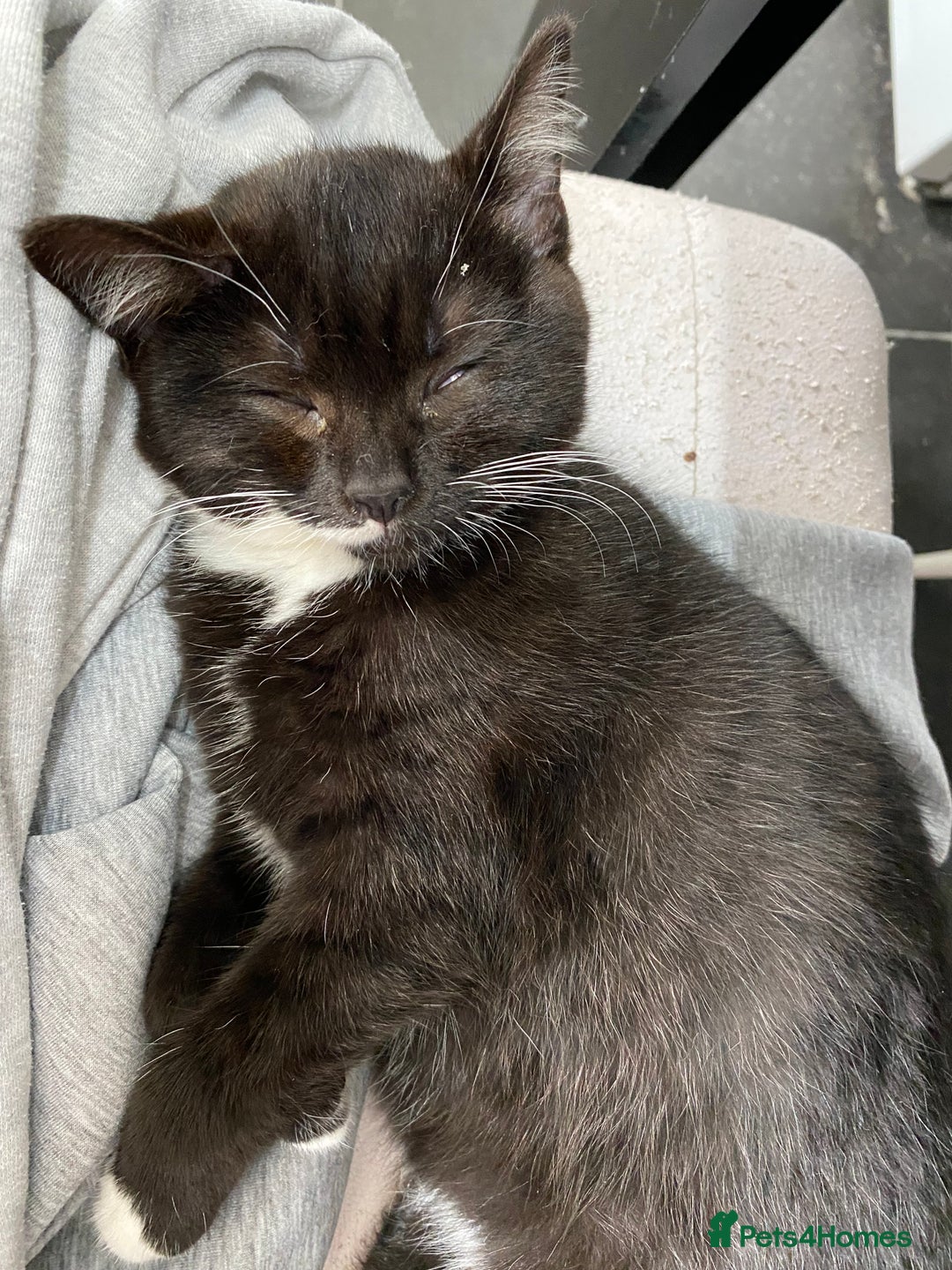 Mixed Breed cats for sale: Lovely 1/2 British shorthair kitten female - Image 7