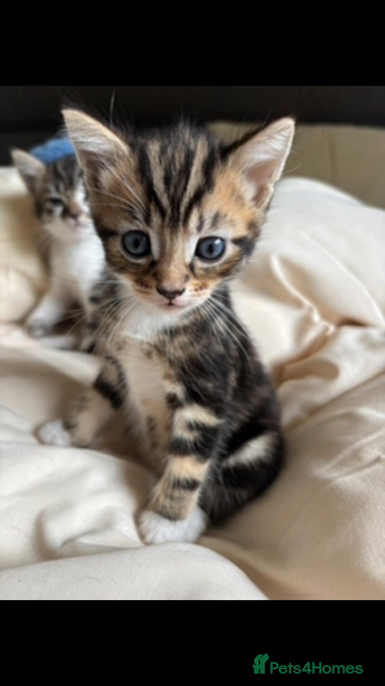 Mixed Breed cats 10 week old male kitten - Advert 4