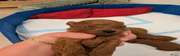 Toy Poodle dogs for sale: Pedigree Toy Poodle Puppies - Advert 10