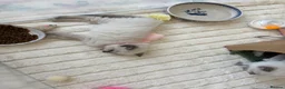 Ragdoll cats for sale: Beautiful pure bred Blue Point Ragdoll kittens  - Advert 16