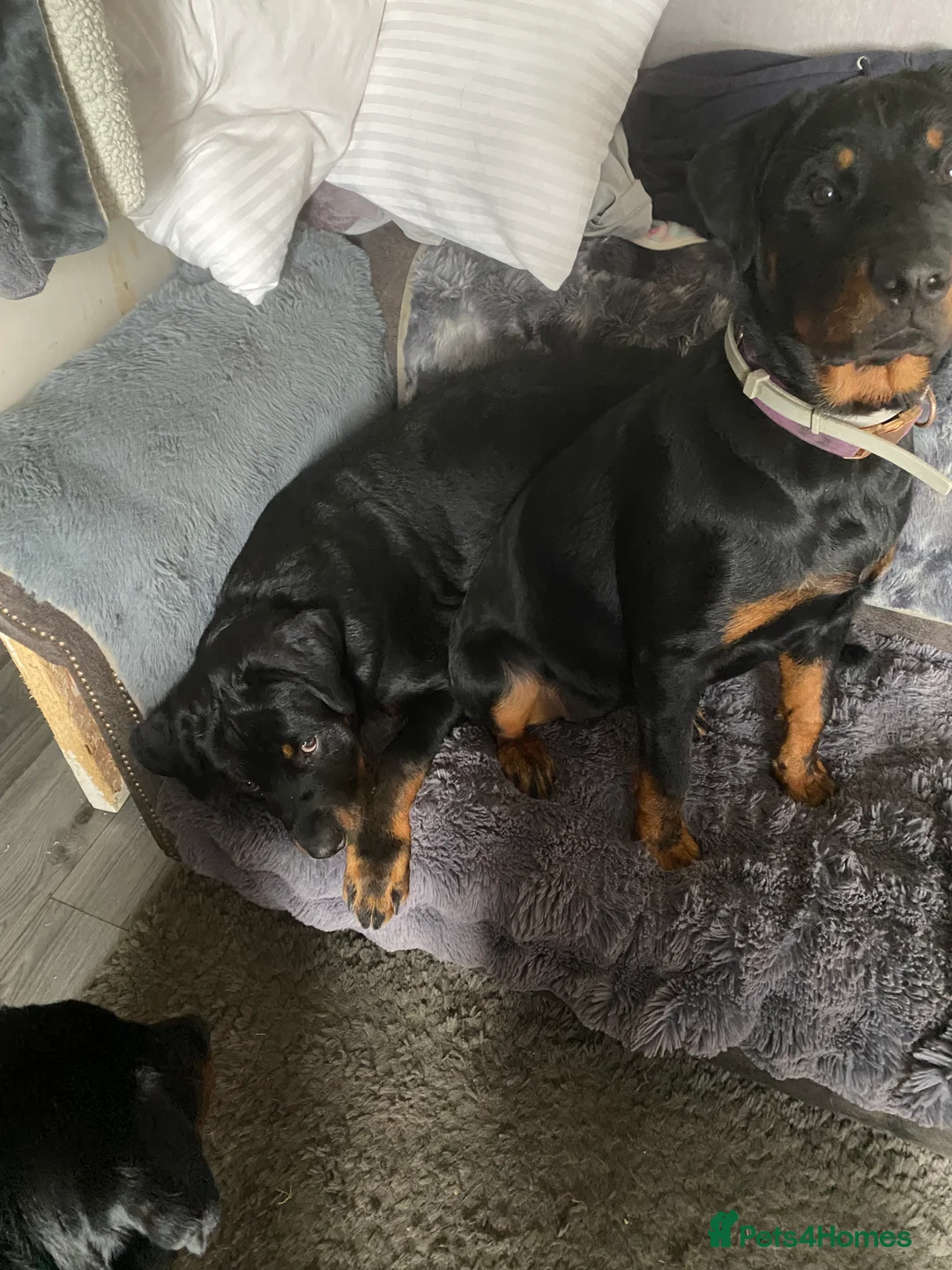 Rottweiler dogs for sale: Rottweiler pups - Advert 15