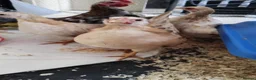 Chickens poultry for sale: 2 X trio serama chicks  - Advert 2