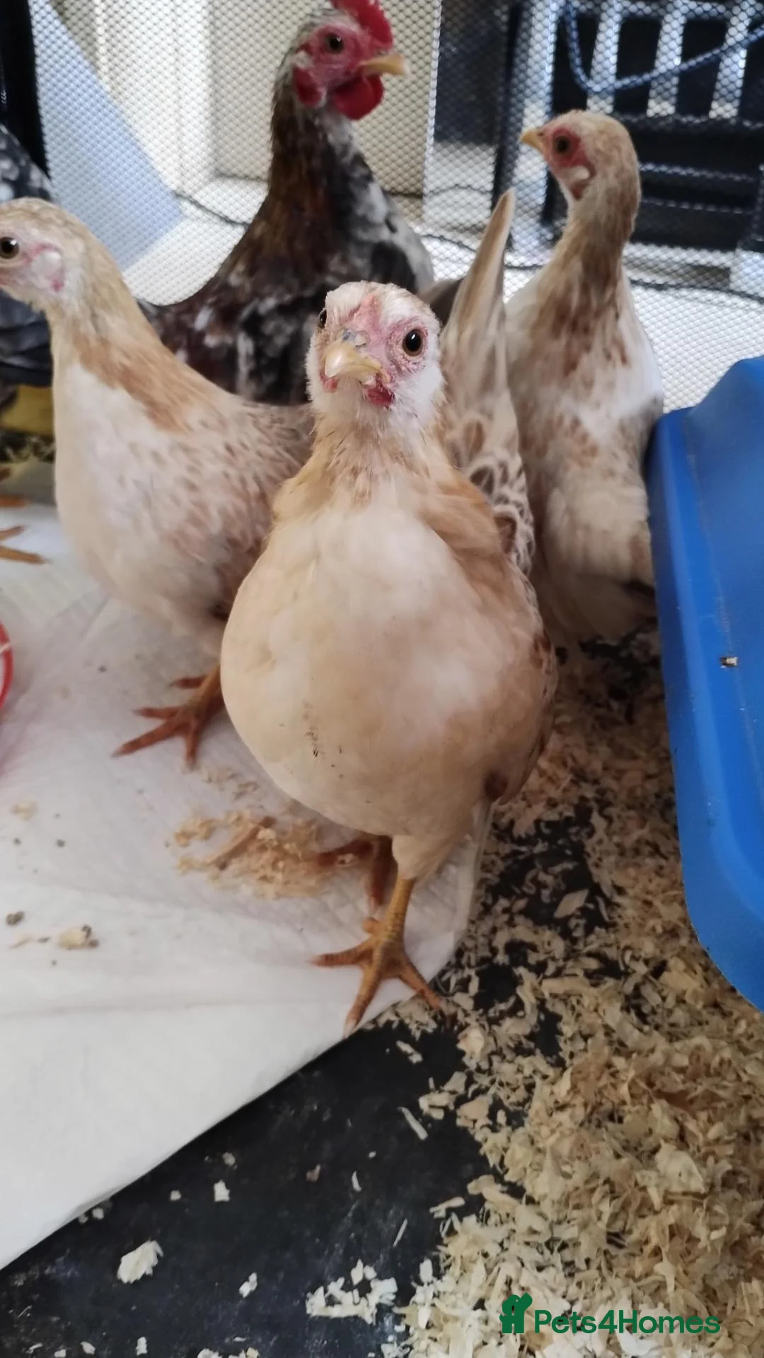 Chickens poultry for sale: 2 X trio serama chicks  - Advert 2