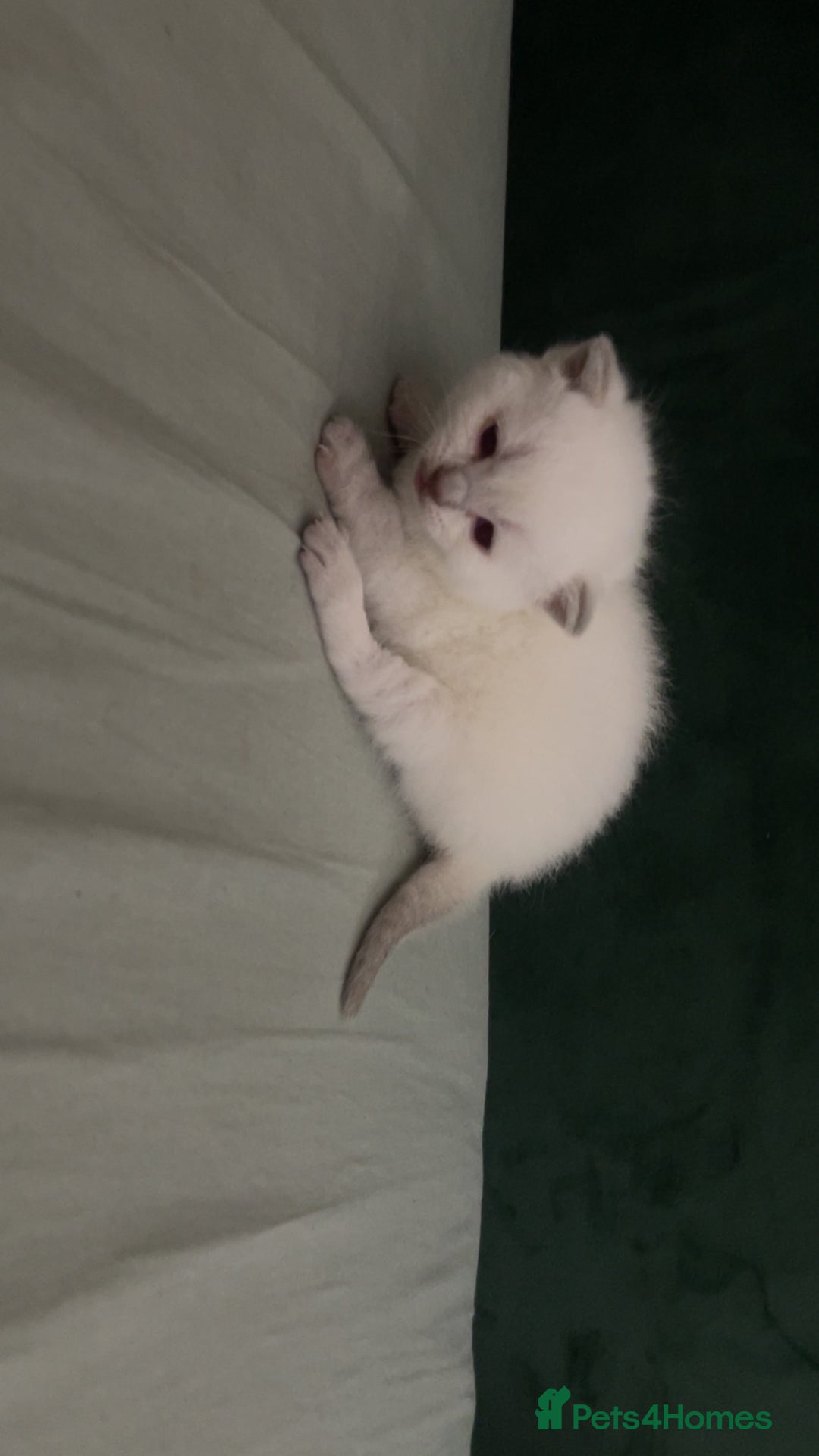 British Shorthair cats for sale: British Shorthair Kittens - Image 8