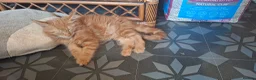 Maine Coon cats for sale: Pedigree full maine coons  - Advert 8