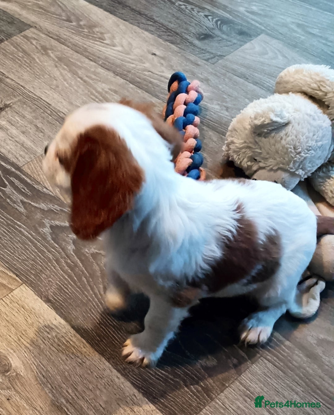 Cavalier King Charles Spaniel dogs for sale: Cavalier king charles Pedigree reg health tested - Advert 5