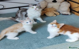 Mixed Breed cats for sale: Kittens with Mittens!! Unique Maine Coon x  - Image 16