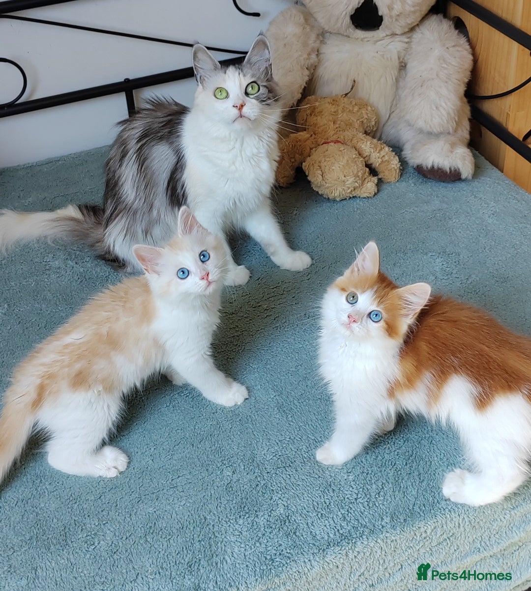 Mixed Breed cats for sale: Kittens with Mittens!! Unique Maine Coon x  - Image 16