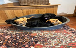 Goldador dogs for sale: GORGEOUS GOLDADORS  - Image 6