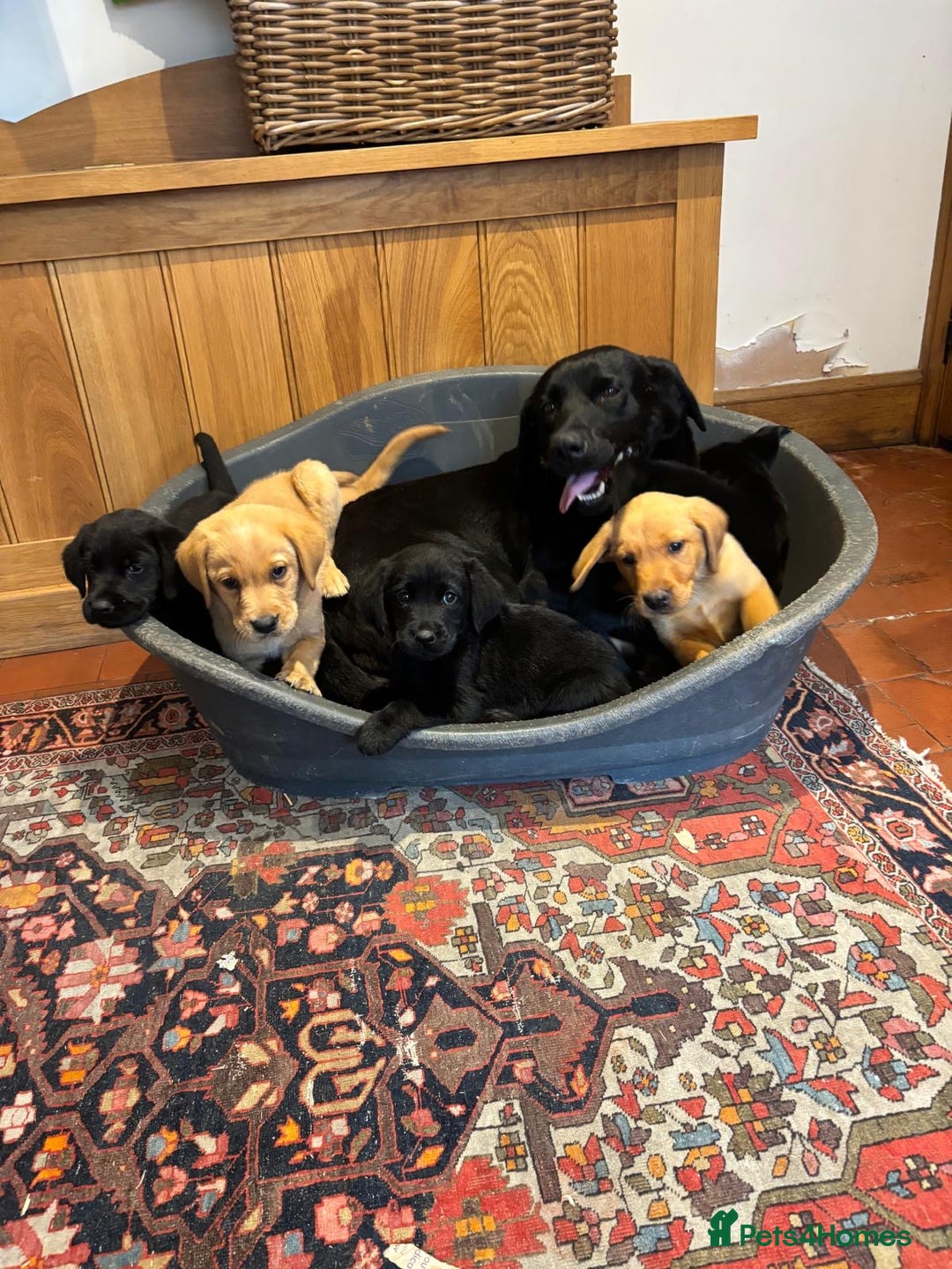Goldador dogs for sale: GORGEOUS GOLDADORS  - Image 6