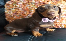 Dachshund dogs for sale: Quality miniture dachshund forSale Ready now  - Image 1