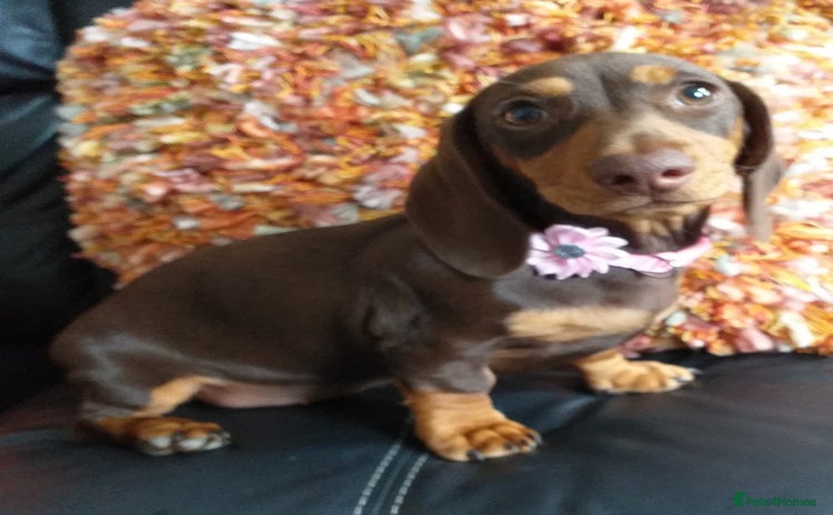 Dachshund dogs - Advert 9