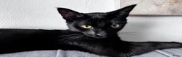 Mixed Breed cats for sale: Loving Home Needed 🖤🐾 - Advert 5